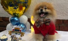 Com mais de 100 mil seguidores no Instagram, mascote de Roberta Miranda ganha festa de aniversário